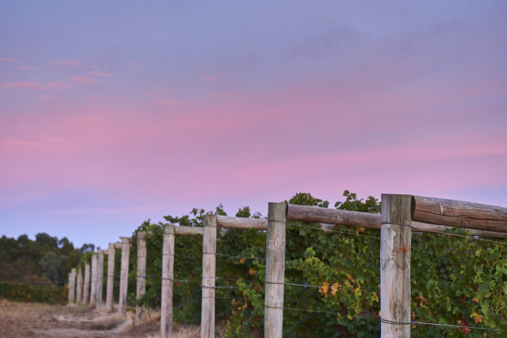 Moss Wood Vineyards