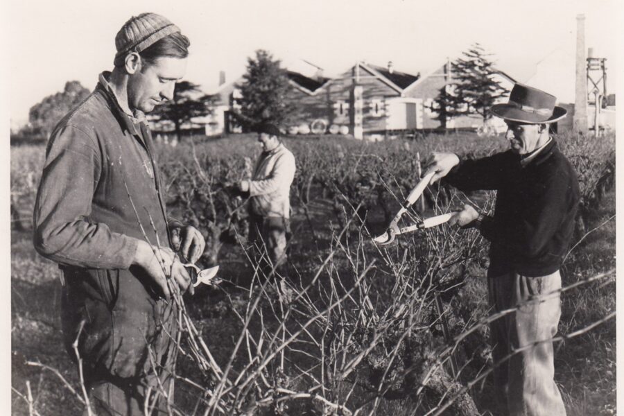Bruce Hill, Raphael Maldari, George Hill pruning, 1961
