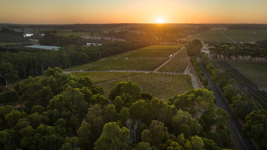 Moss Wood, Cabernet Sauvignon picking