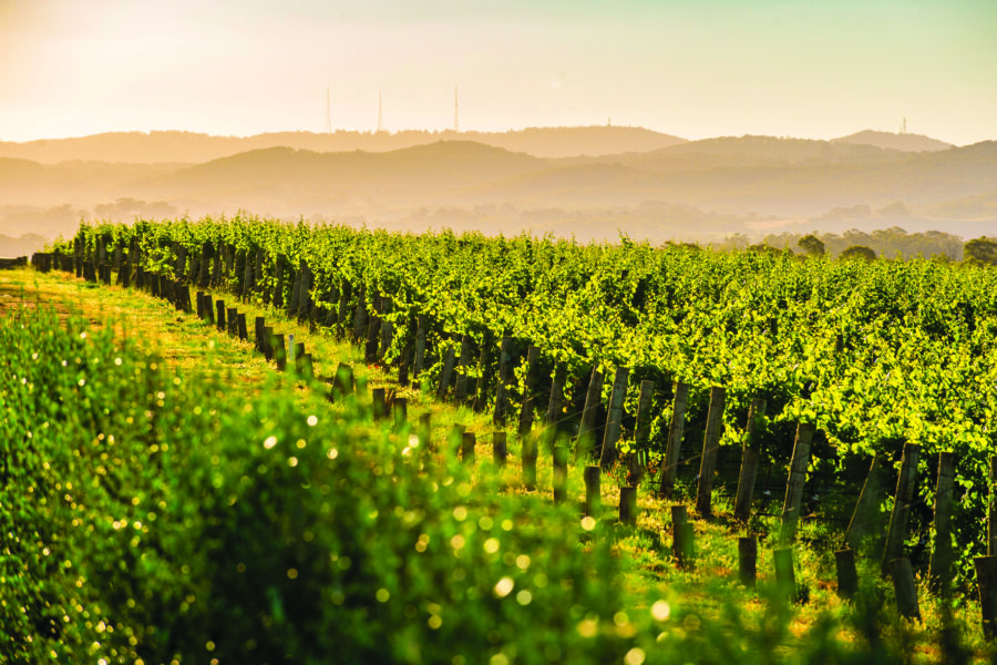 Adelaide Hills