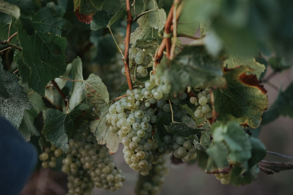 Vasse Felix Chardonnay grapes