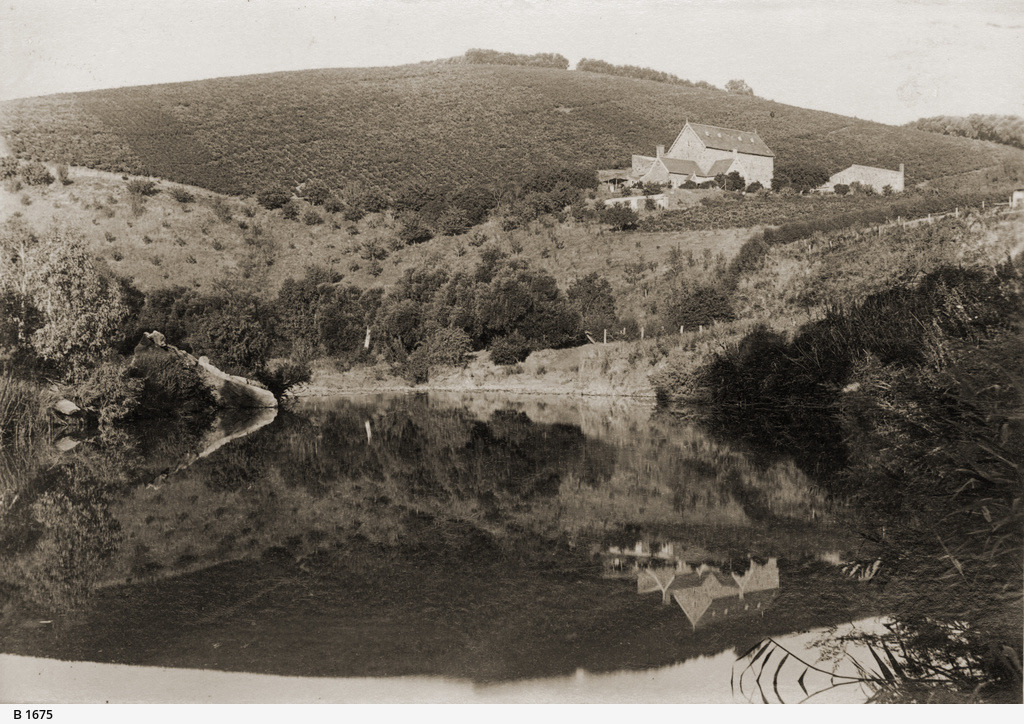 Clarendon vineyard c.1890