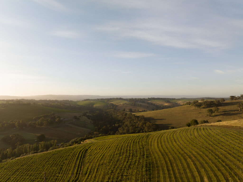 Clarendon vineyard