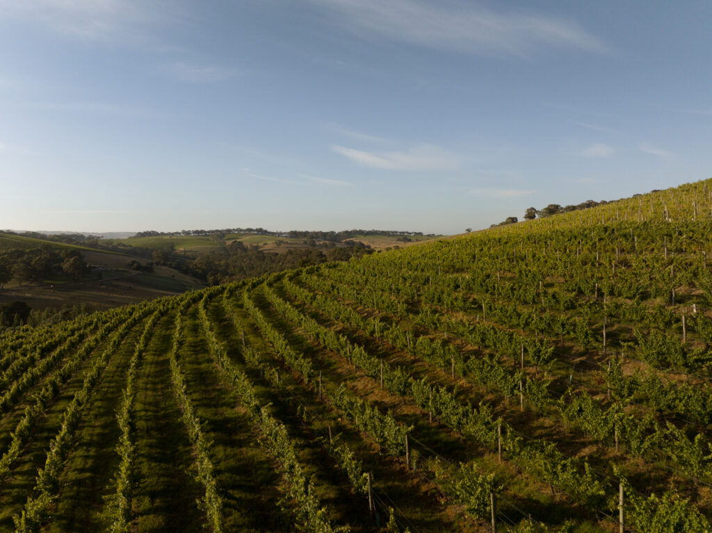 McLaren Vale vineyard