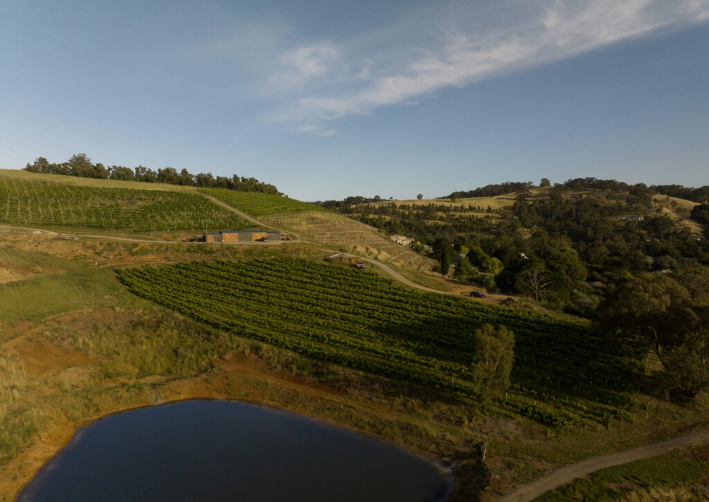 Clarendon vineyard