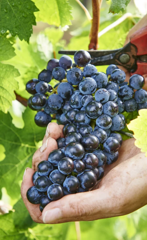 Hand harvesting 