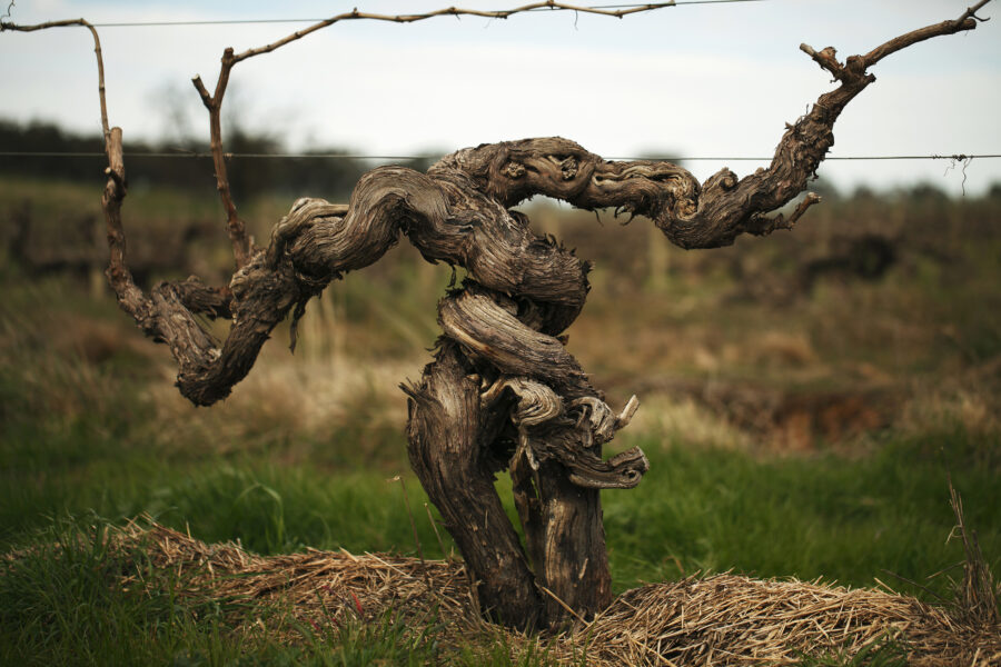 Barossa Valley