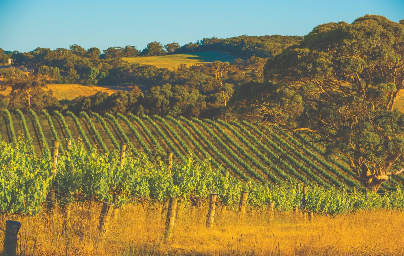 Vineyard landscape