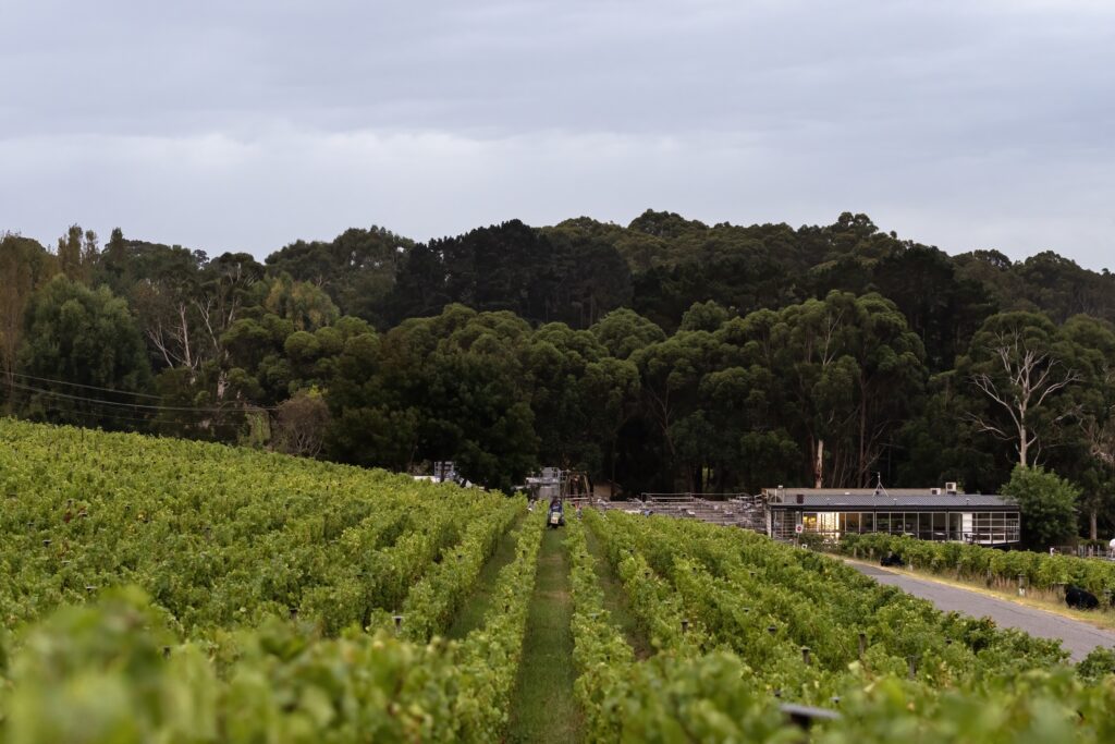 Tiers vineyard and cellar door