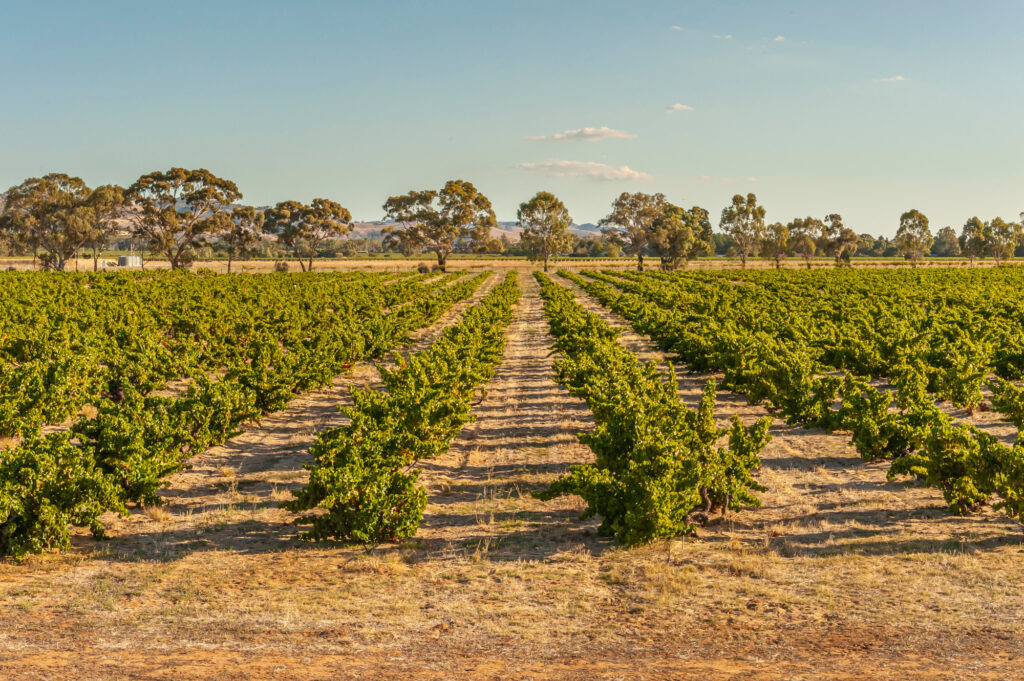 Bush vine Grenache vineyards