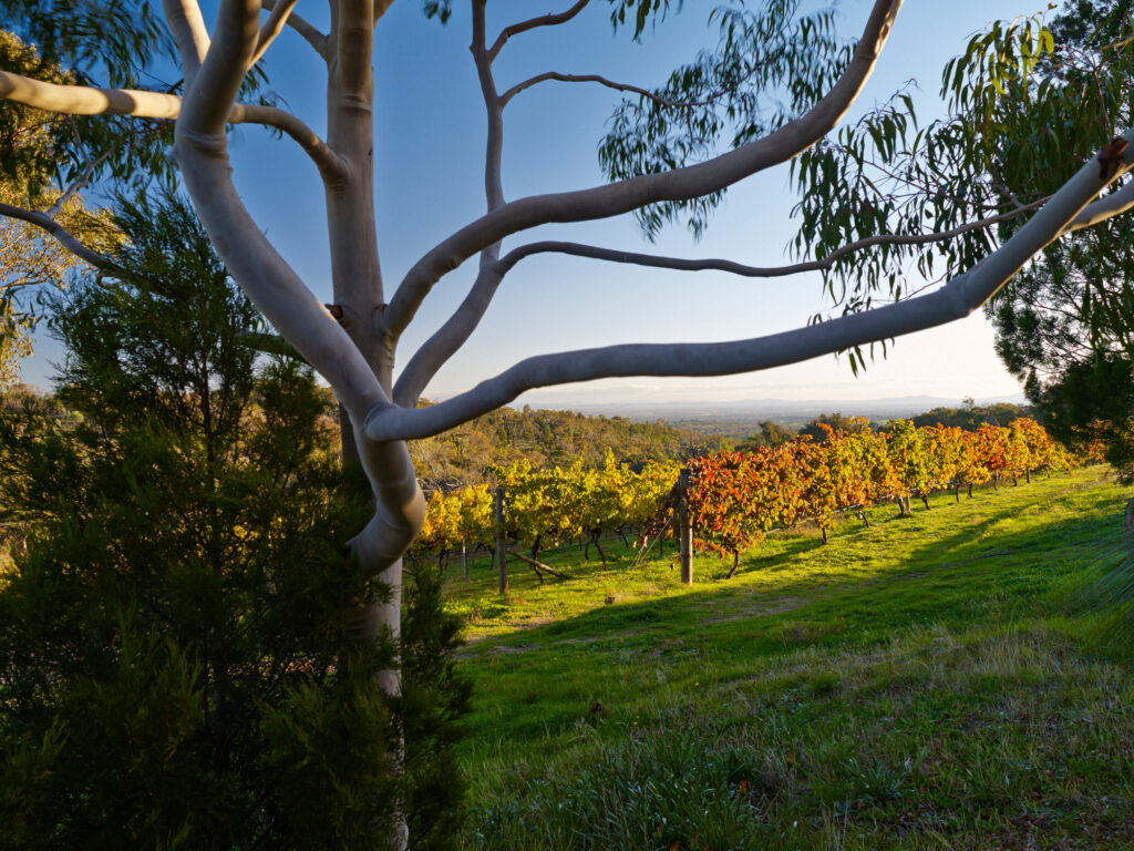 Giaconda vineyard