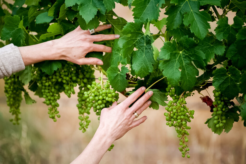 Chardonnay vines