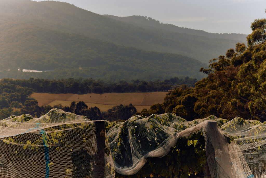 Vineyard