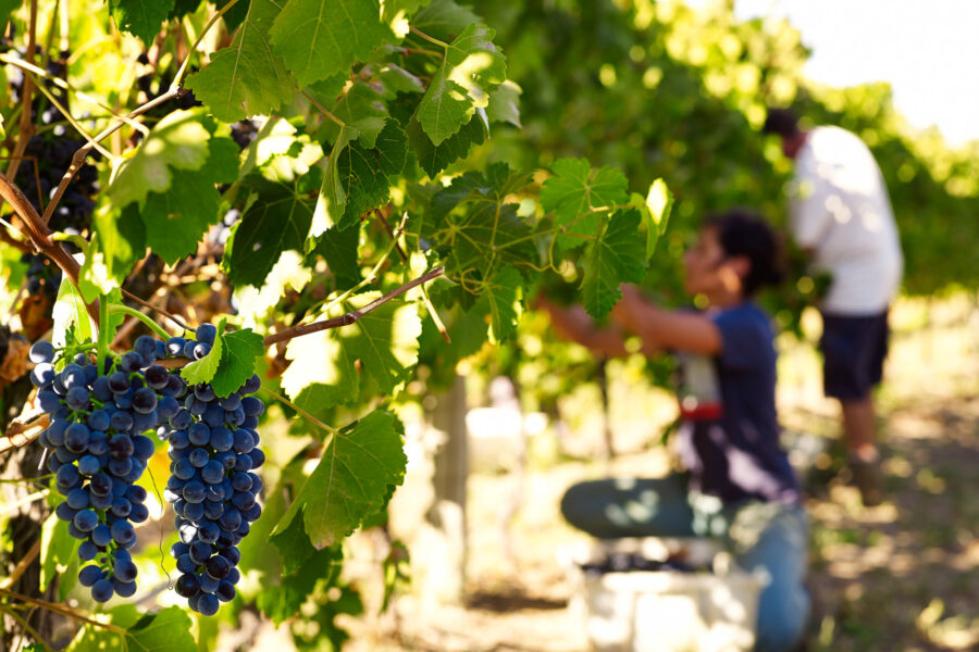 2023 Giaconda Release