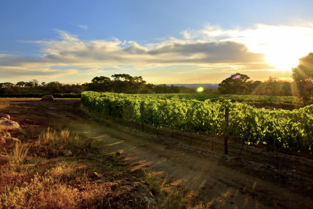 Giaconda Roussanne block