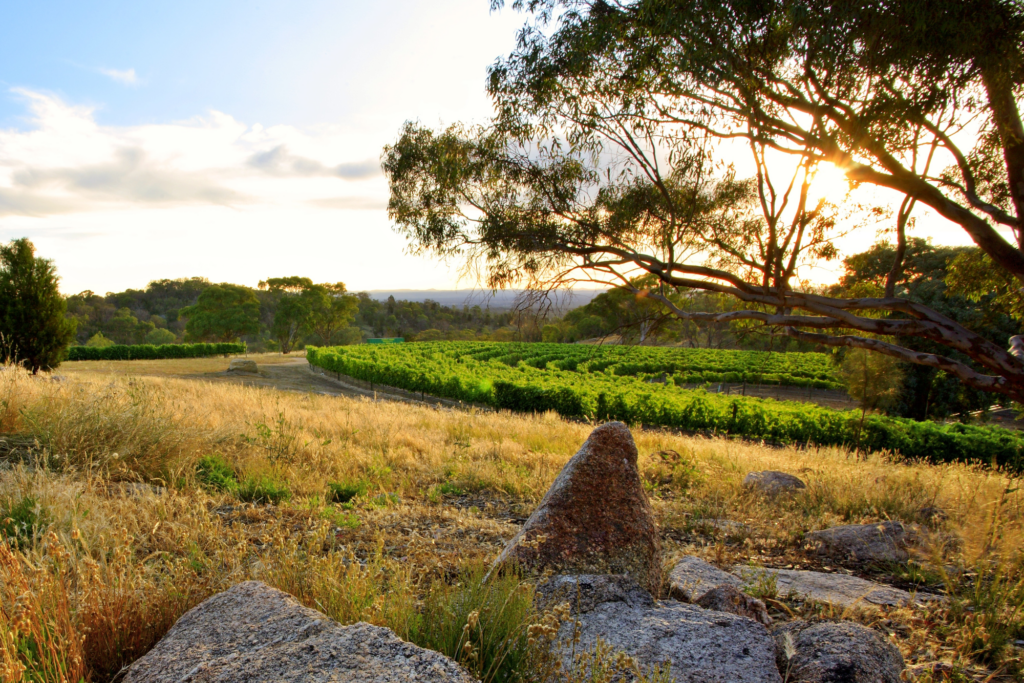Giaconda Roussanne and granite