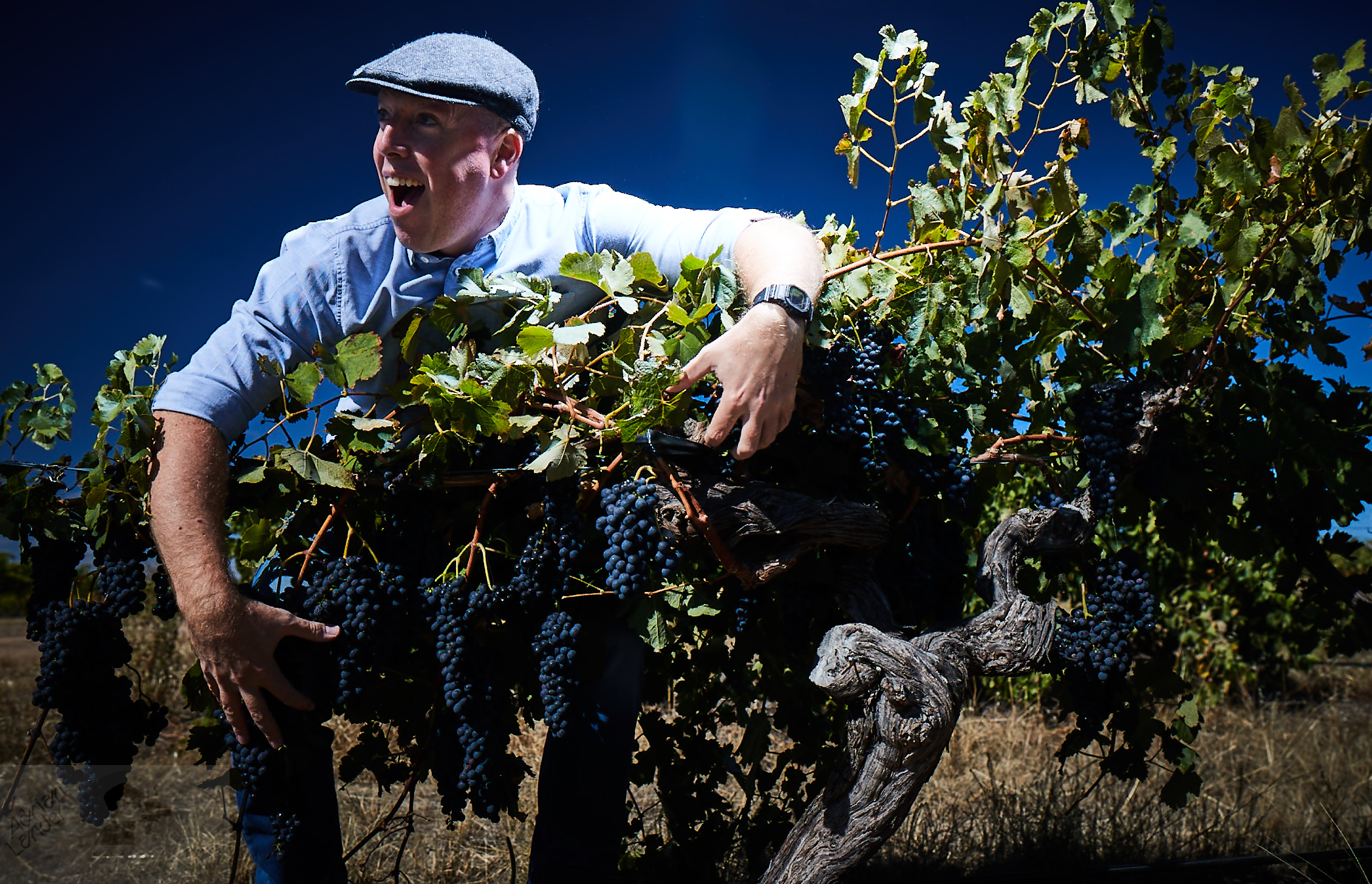 Head Wines Grenache