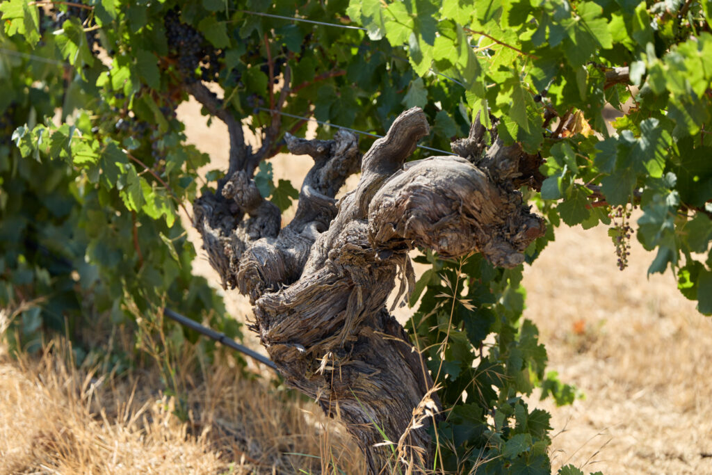 Mount Edelstone Vineyard