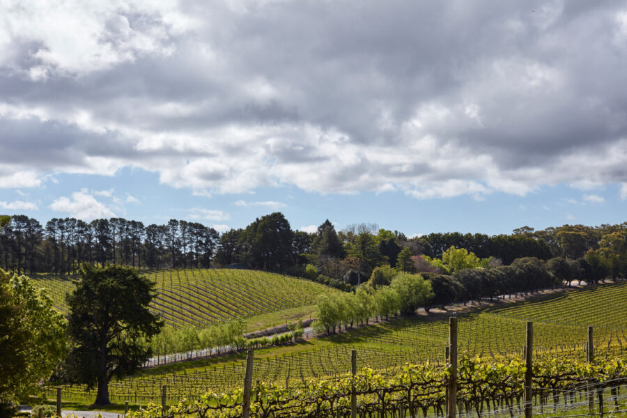 2026 Shaw + Smith Lenswood Vineyard and Balhannah Vineyard Release