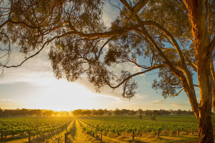 Henschke 2022 Single Vineyard Collection