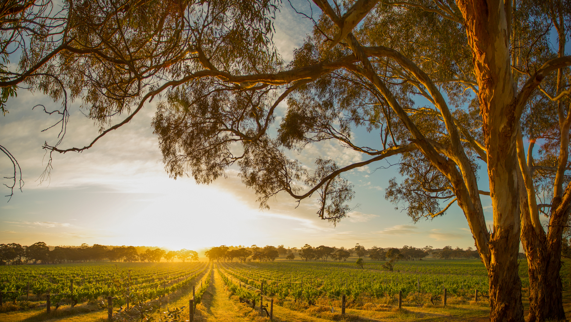 Henschke 2022 Single Vineyard Collection
