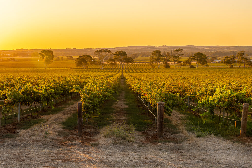 Yalumba Signature vineyard