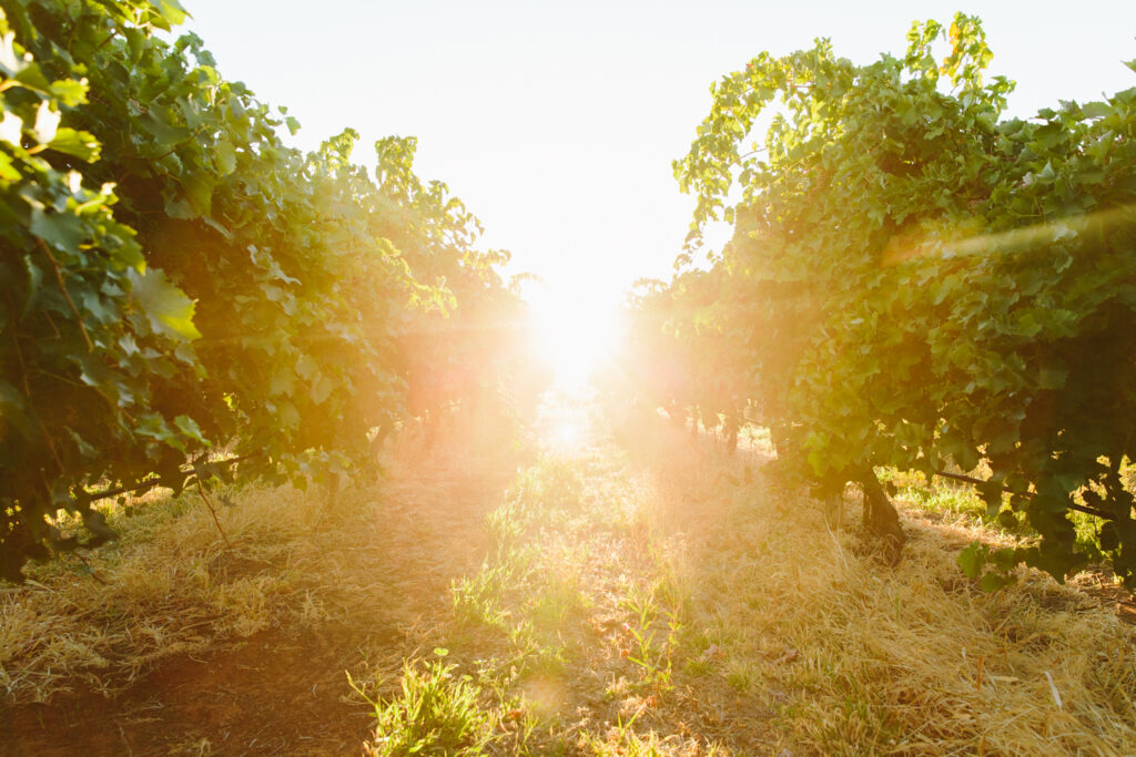 St Agnes vineyard