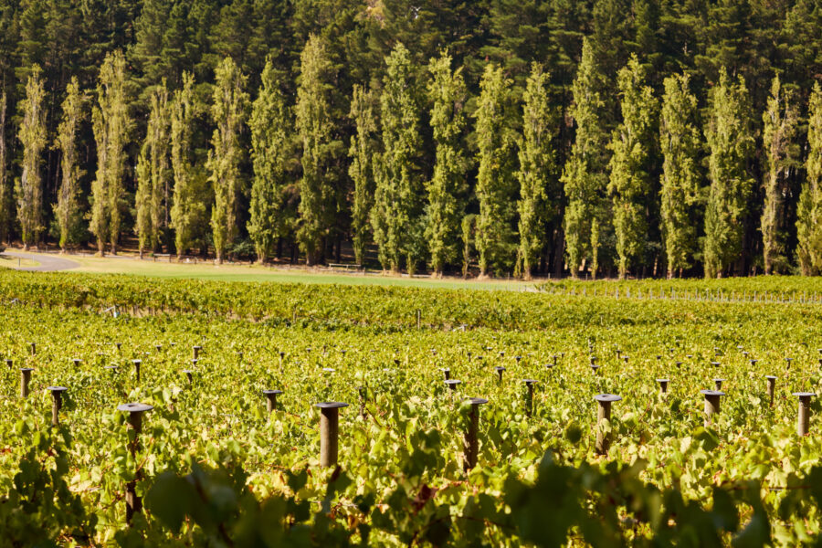 2025 Tapanappa Tiers Vineyard Chardonnays
