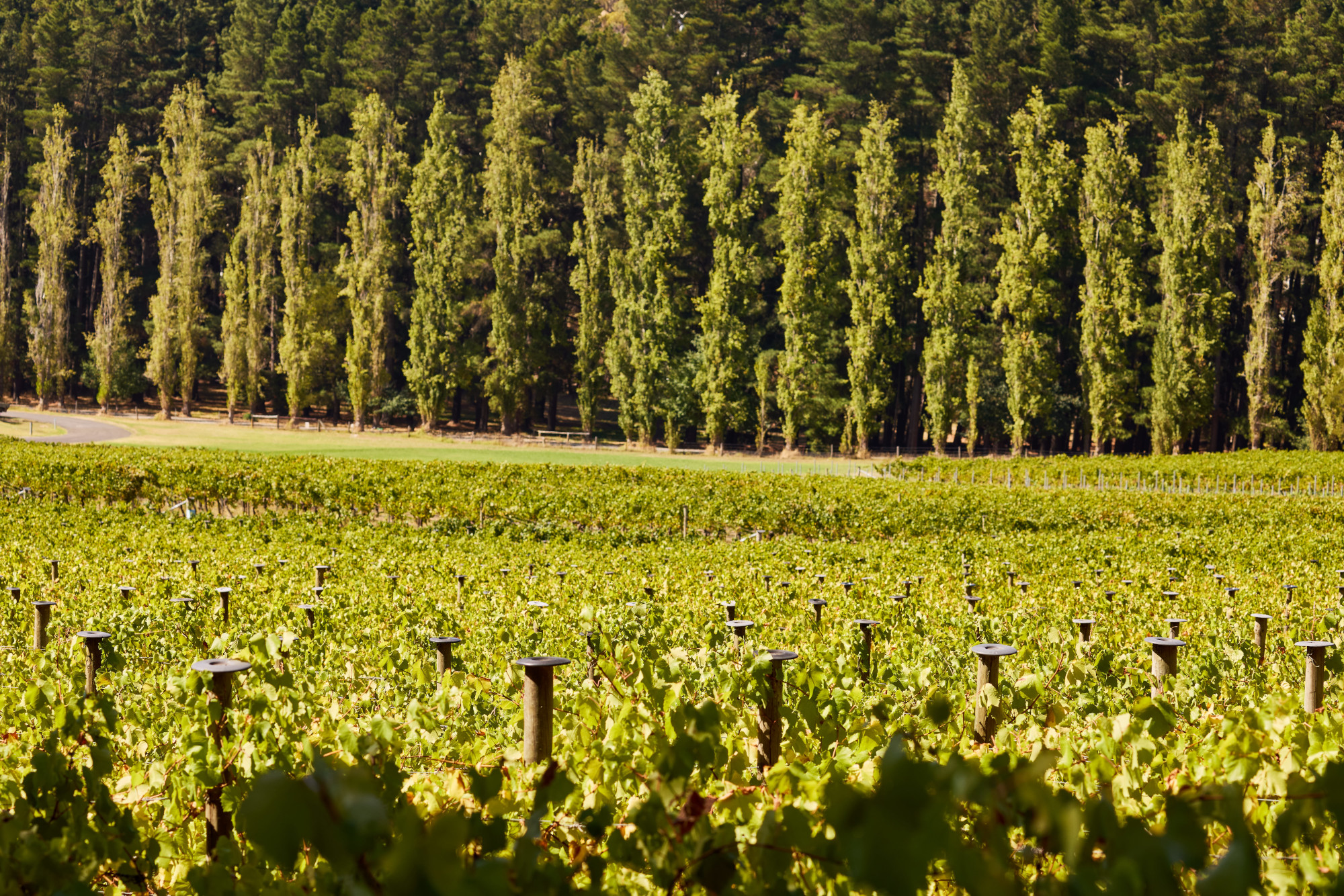 2025 Tapanappa Tiers Vineyard Chardonnays