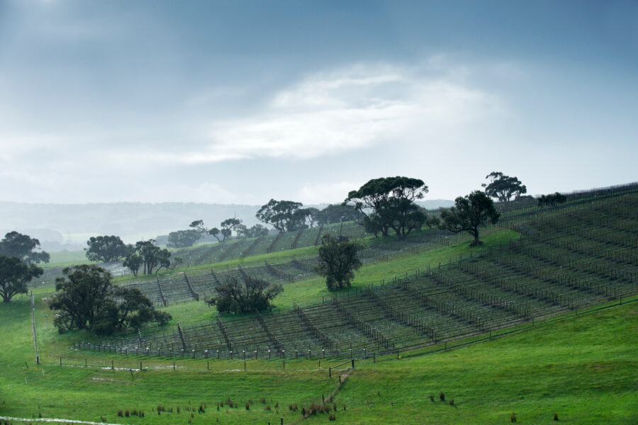 Tapanappa Foggy Hill Pinot Noir