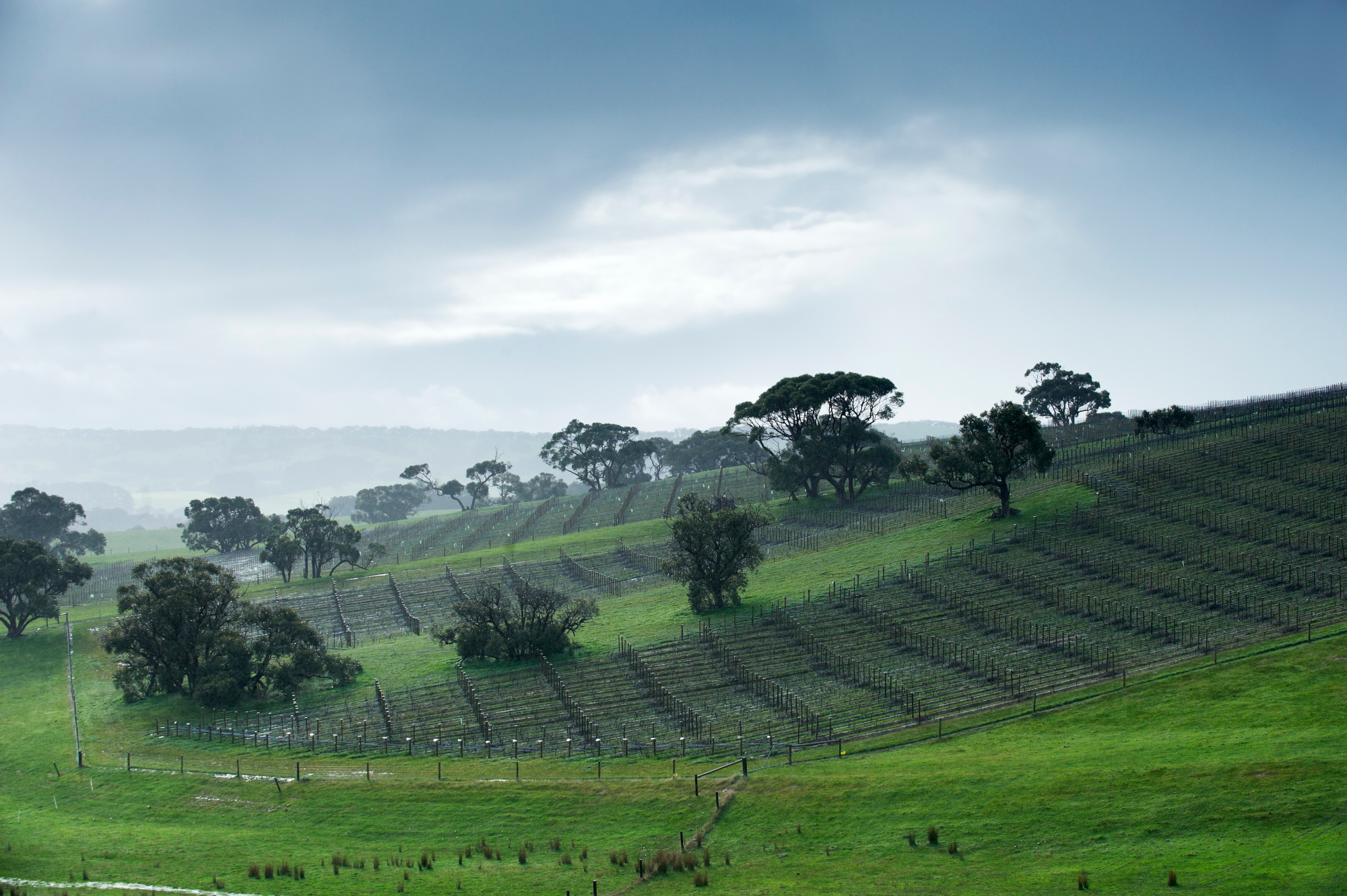 Tapanappa Foggy Hill Pinot Noir
