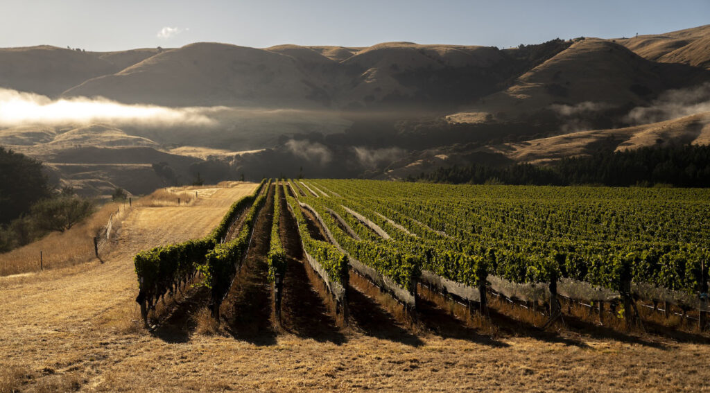 Te Muna Vineyard 