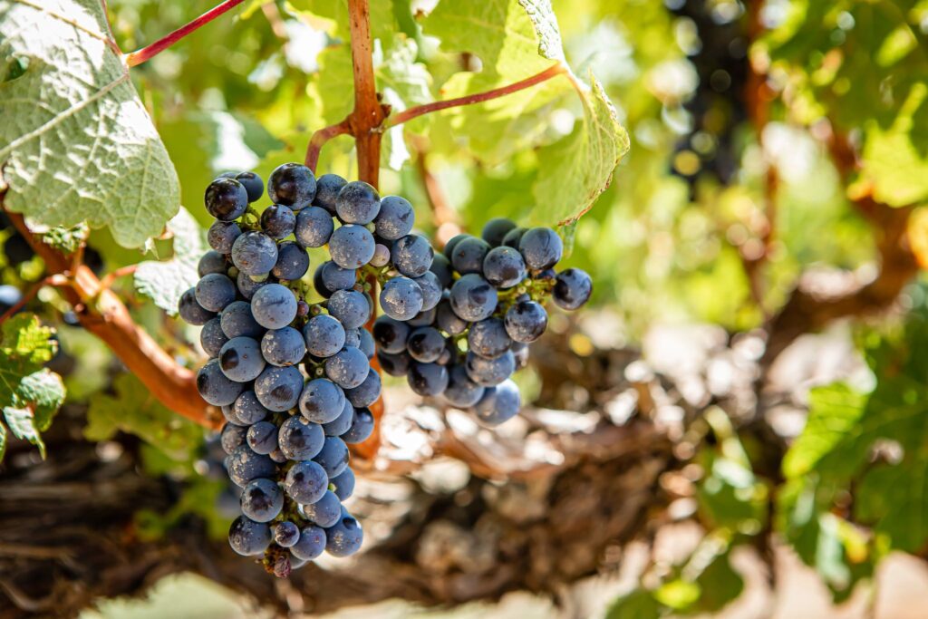 Wynns Davis Vineyard Cabernet Sauvignon