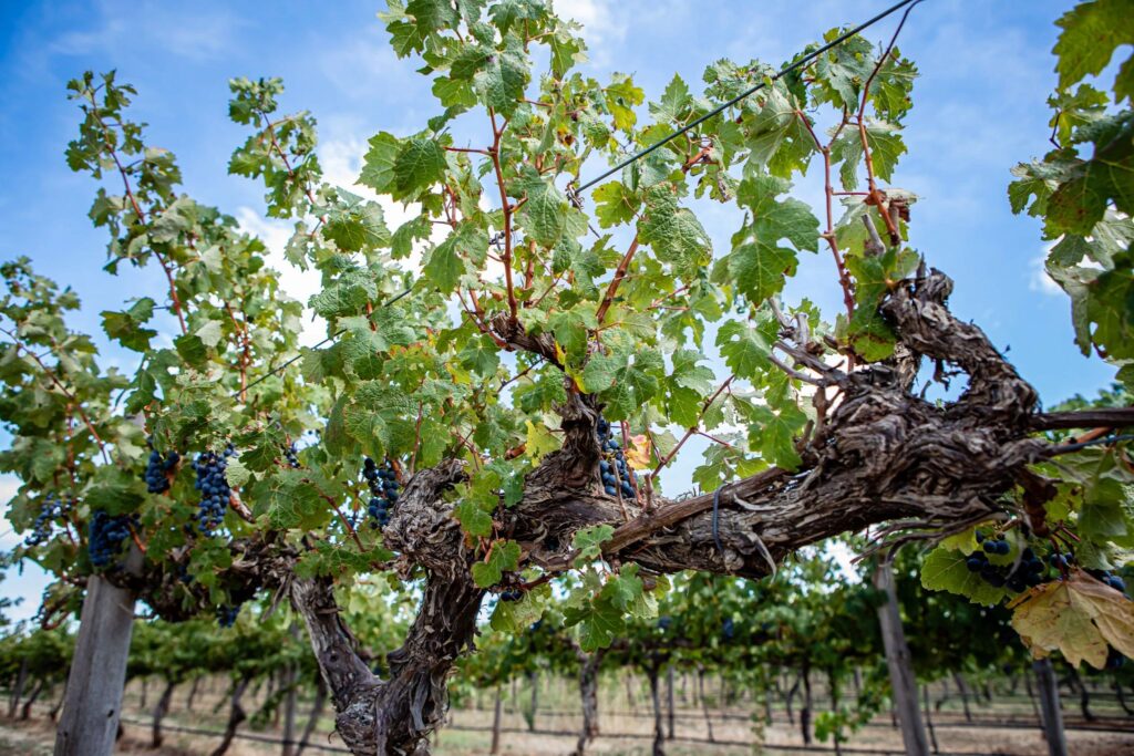 Wynns Vineyard