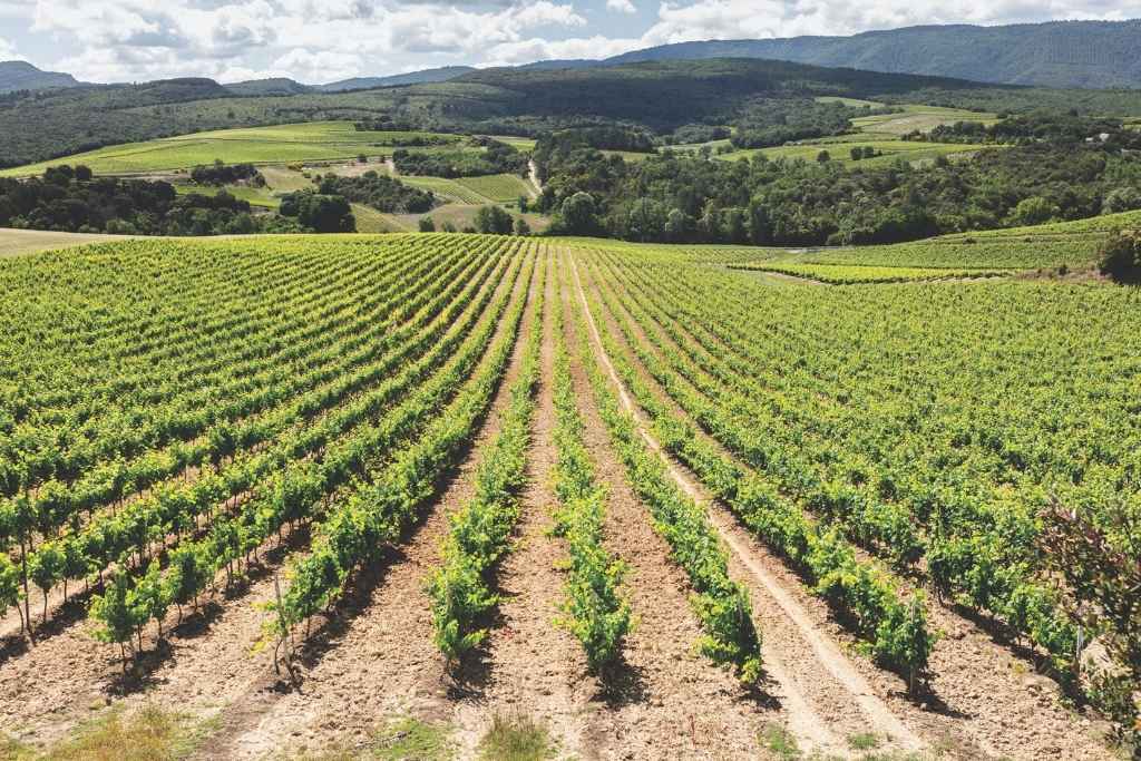 Limoux vineyards