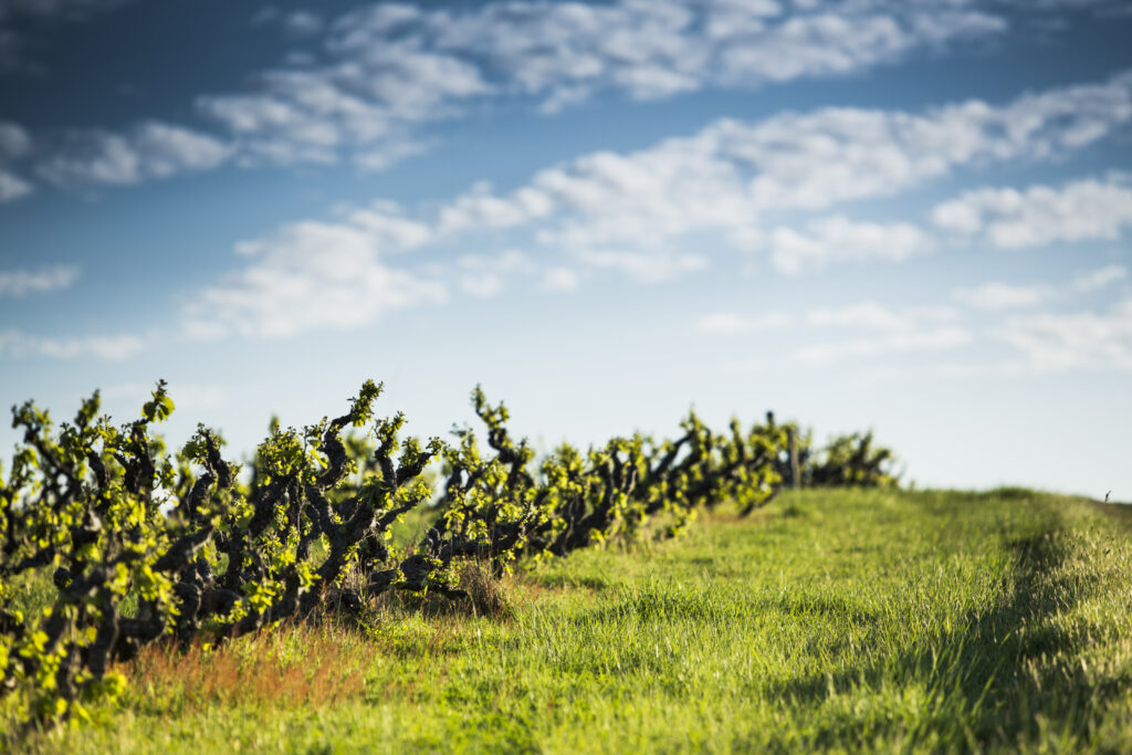Old Vine Grenache vineyard